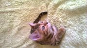 Продажа бенгальских котят. Цена 10.000-15.000 руб. (4 фотографии)
